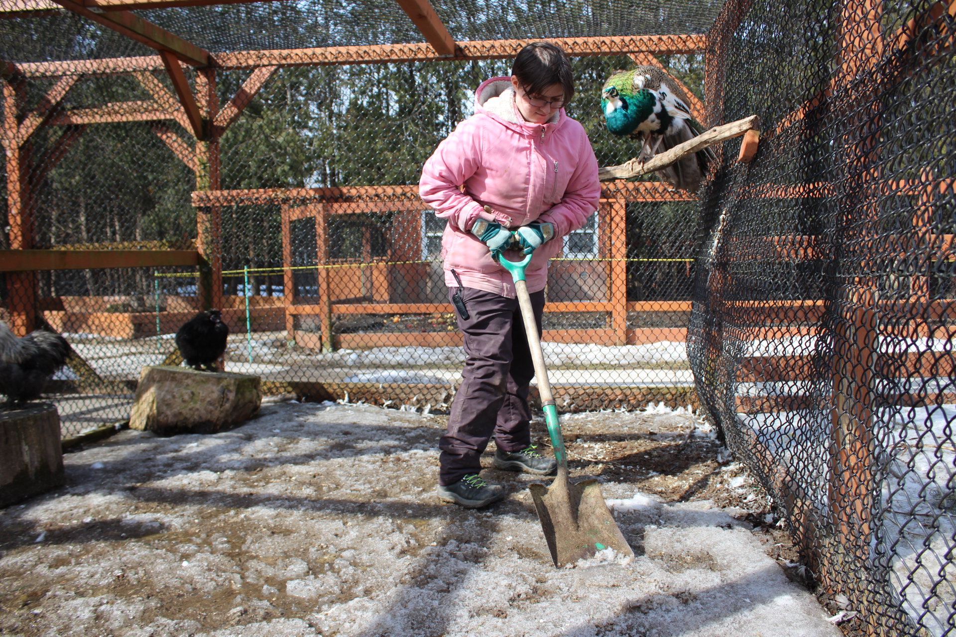 Co-op student cleaning one of our animal habitats.