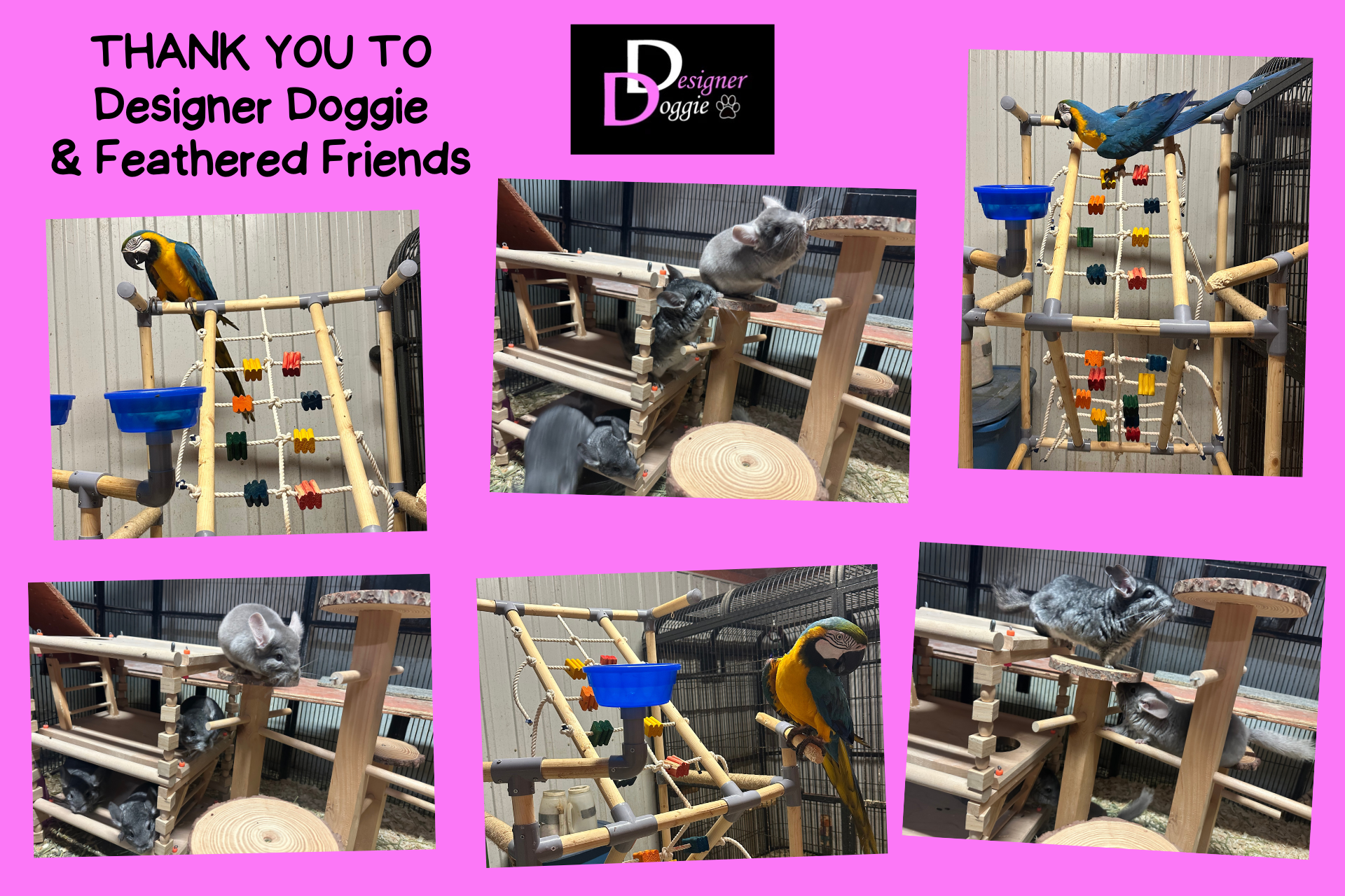 A collage with a bright pink background and photos of our blue parrot and grey chinchillas.